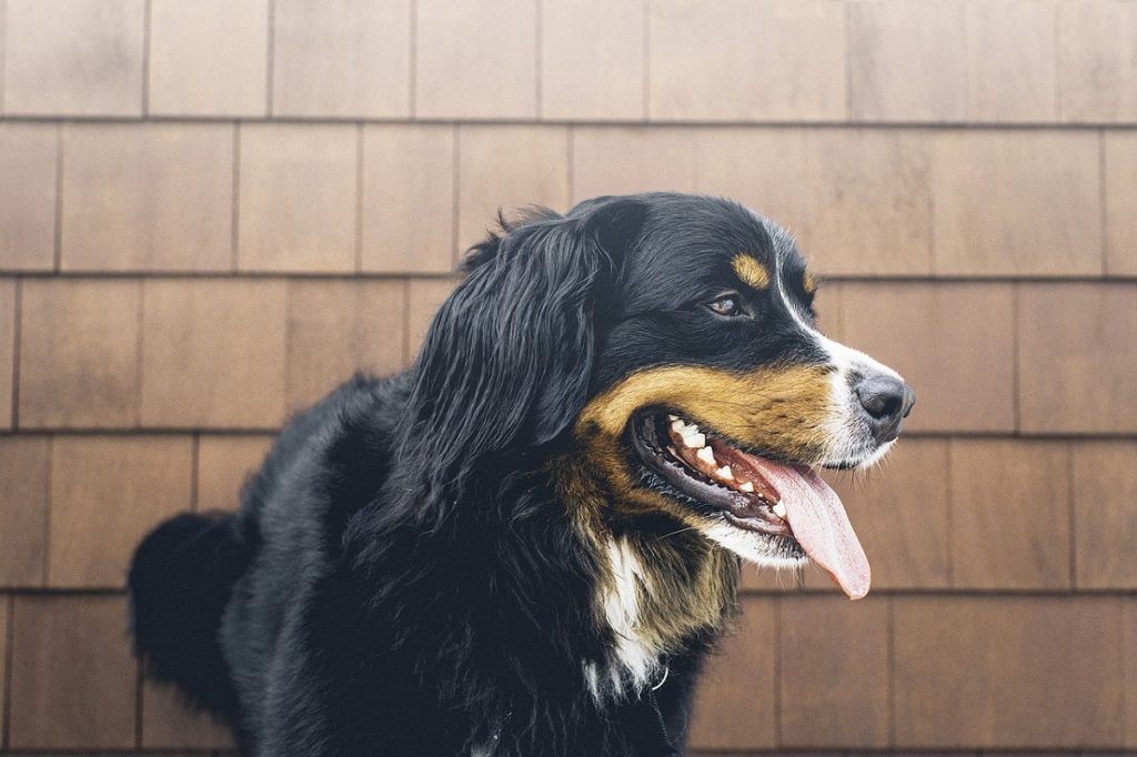 what do dog tremors look like