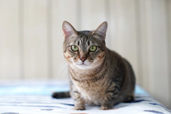 Common Causes of Cat Eye Redness | Canna-Pet®