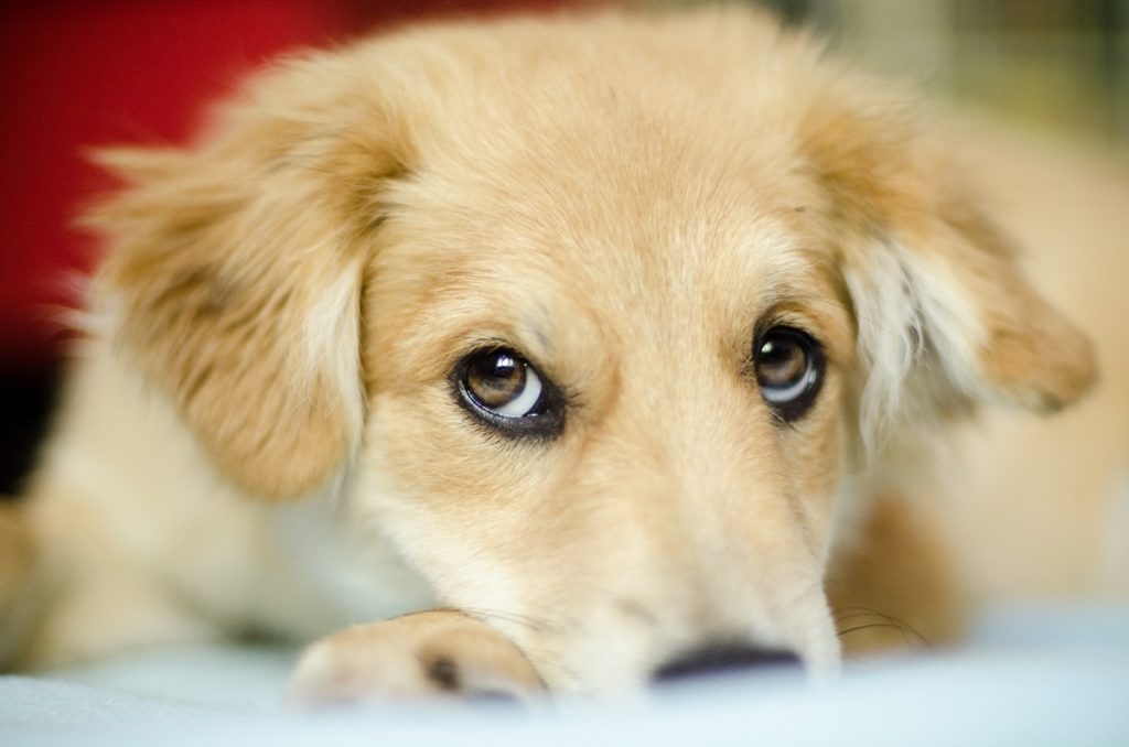 What Dogs Have Red Eyes