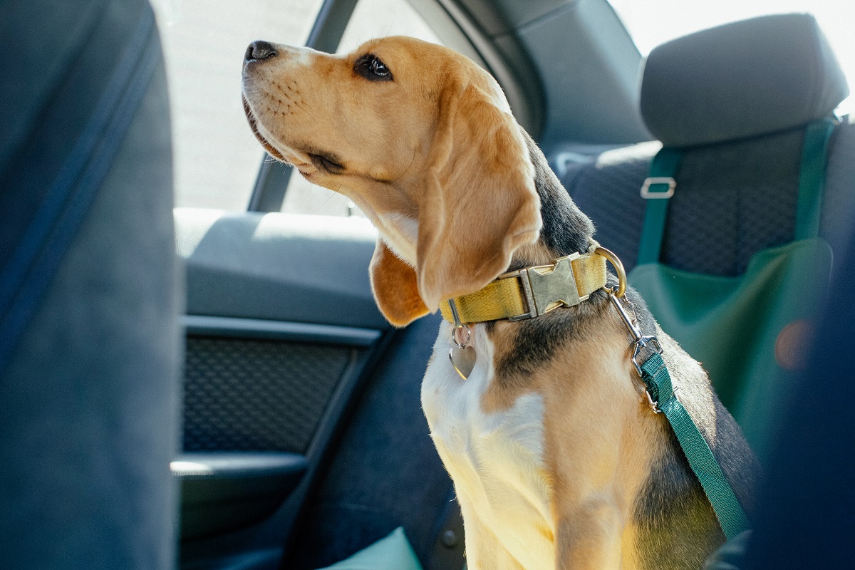 Dog Seat Belts: Is It Okay For Your Dog To Ride Shotgun? - DogTime