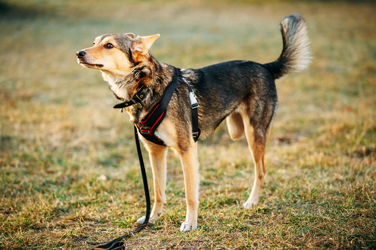 how-to-care-for-a-dog-with-an-amputated-leg-canna-pet