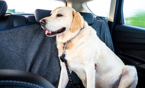 safety - Are vertical dog seat belts safe - Pets Stack Exchange