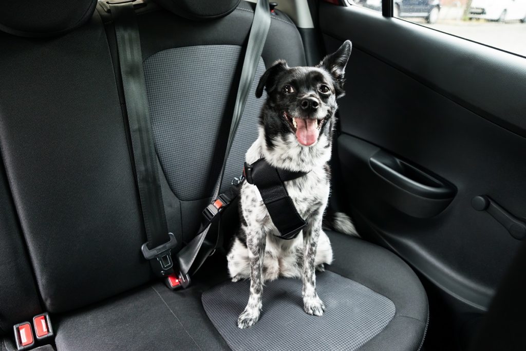 Do Dog Seat Belts Really Work? Ensuring Pet Safety