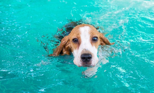 can you drown a dog