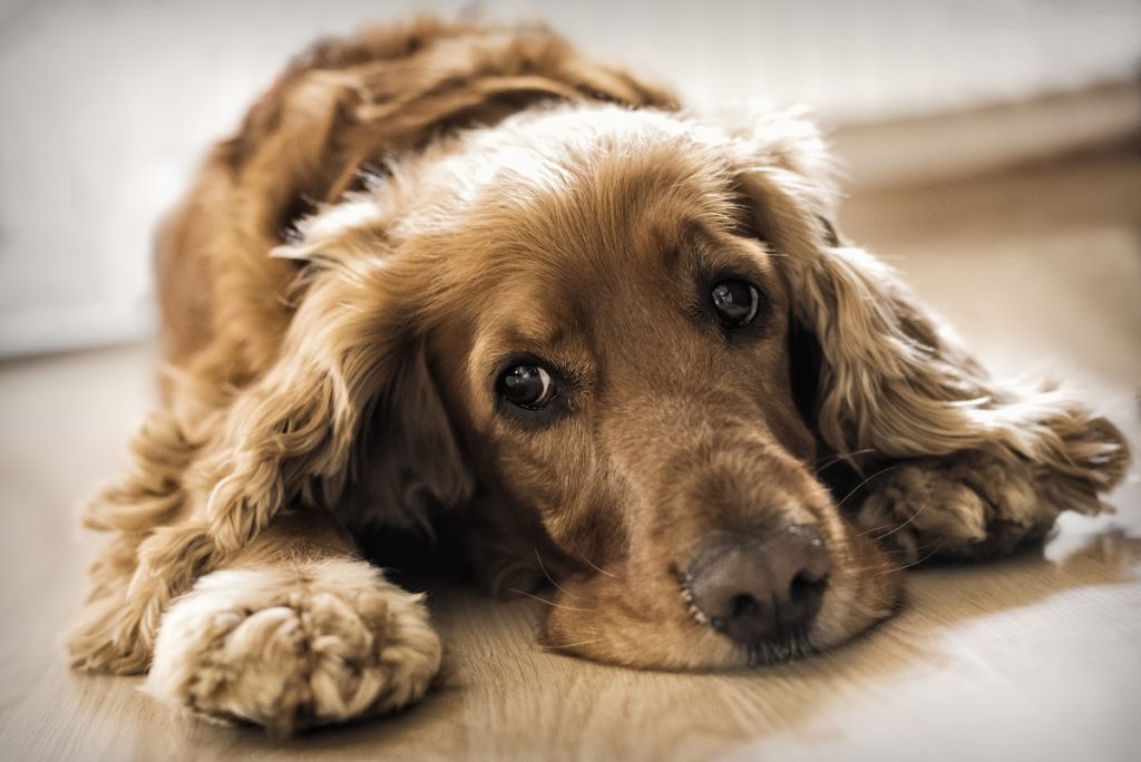 Can Dogs Get Adenovirus From Humans