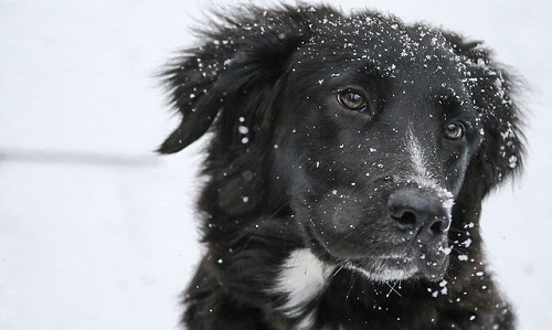what does frostbite look like on dogs
