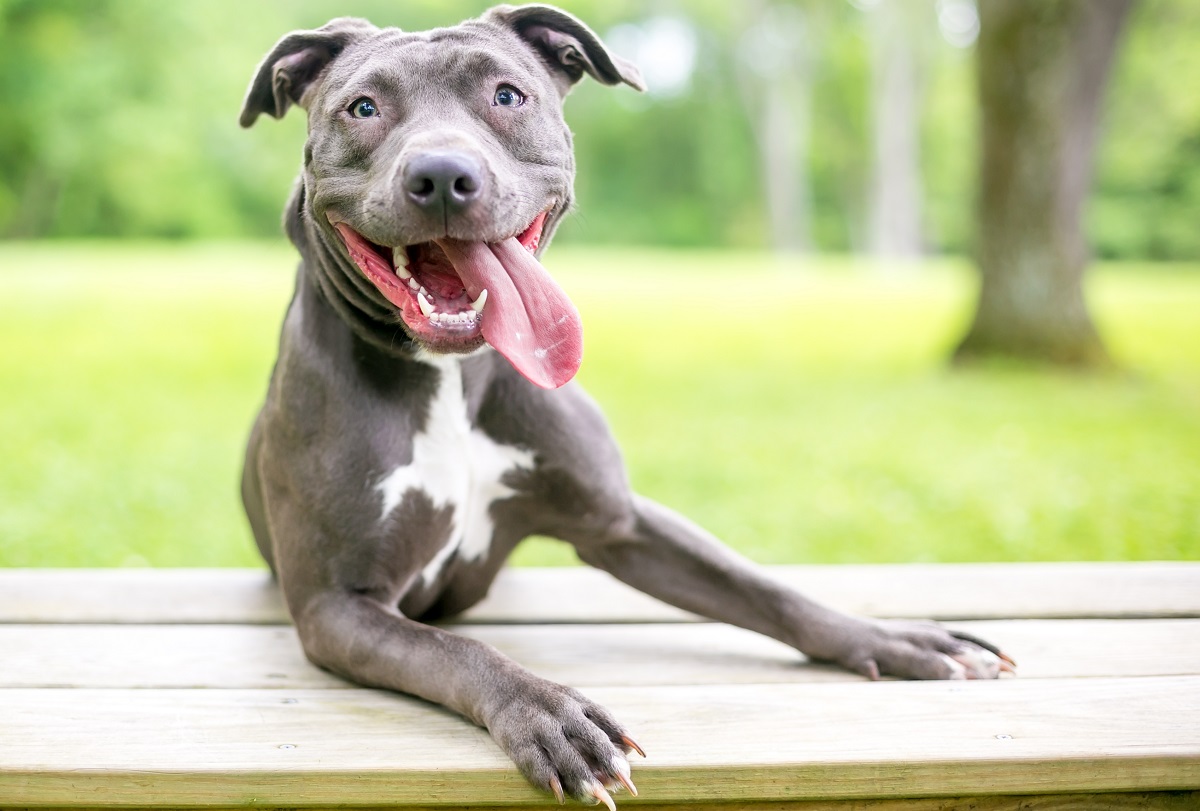 Are Mixed Breed Dogs Healthier Than Purebreads? | Canna-Pet®