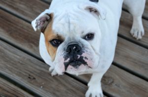 most popular dog breeds in texas