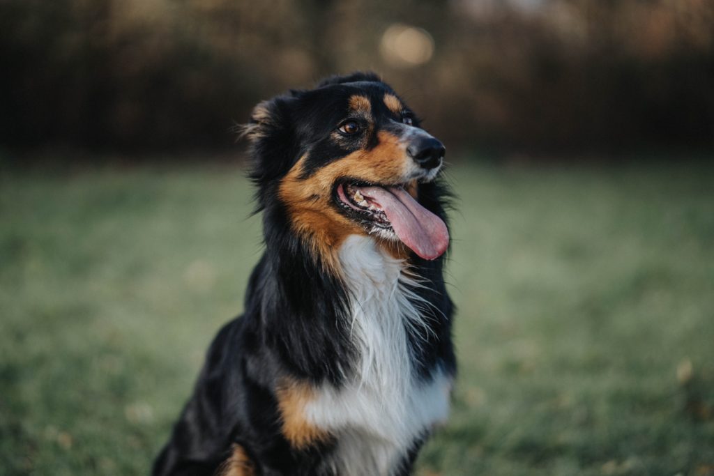 How Do I Stop My Dog From Herding Me?