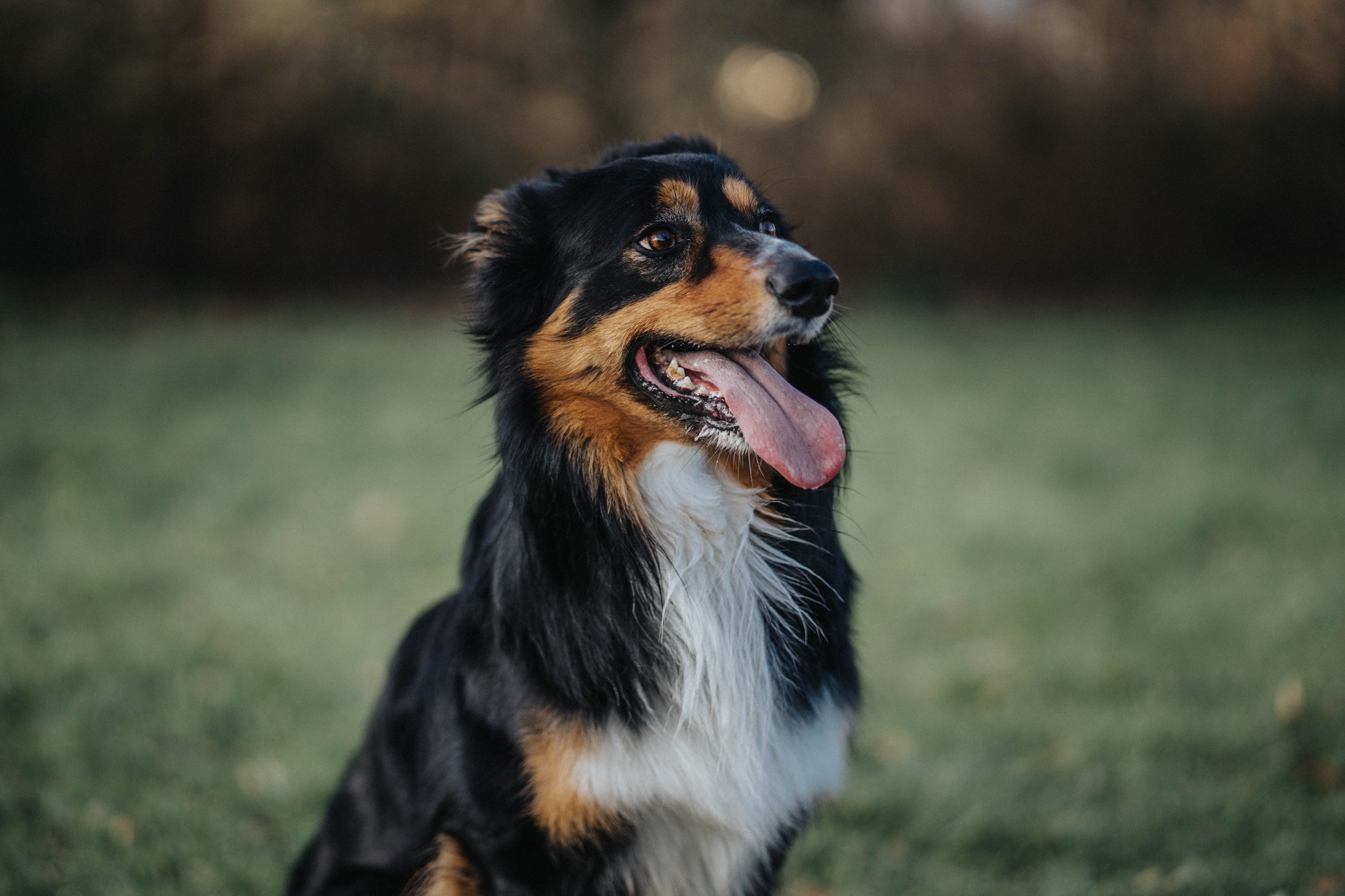 Border collie herding store dogs