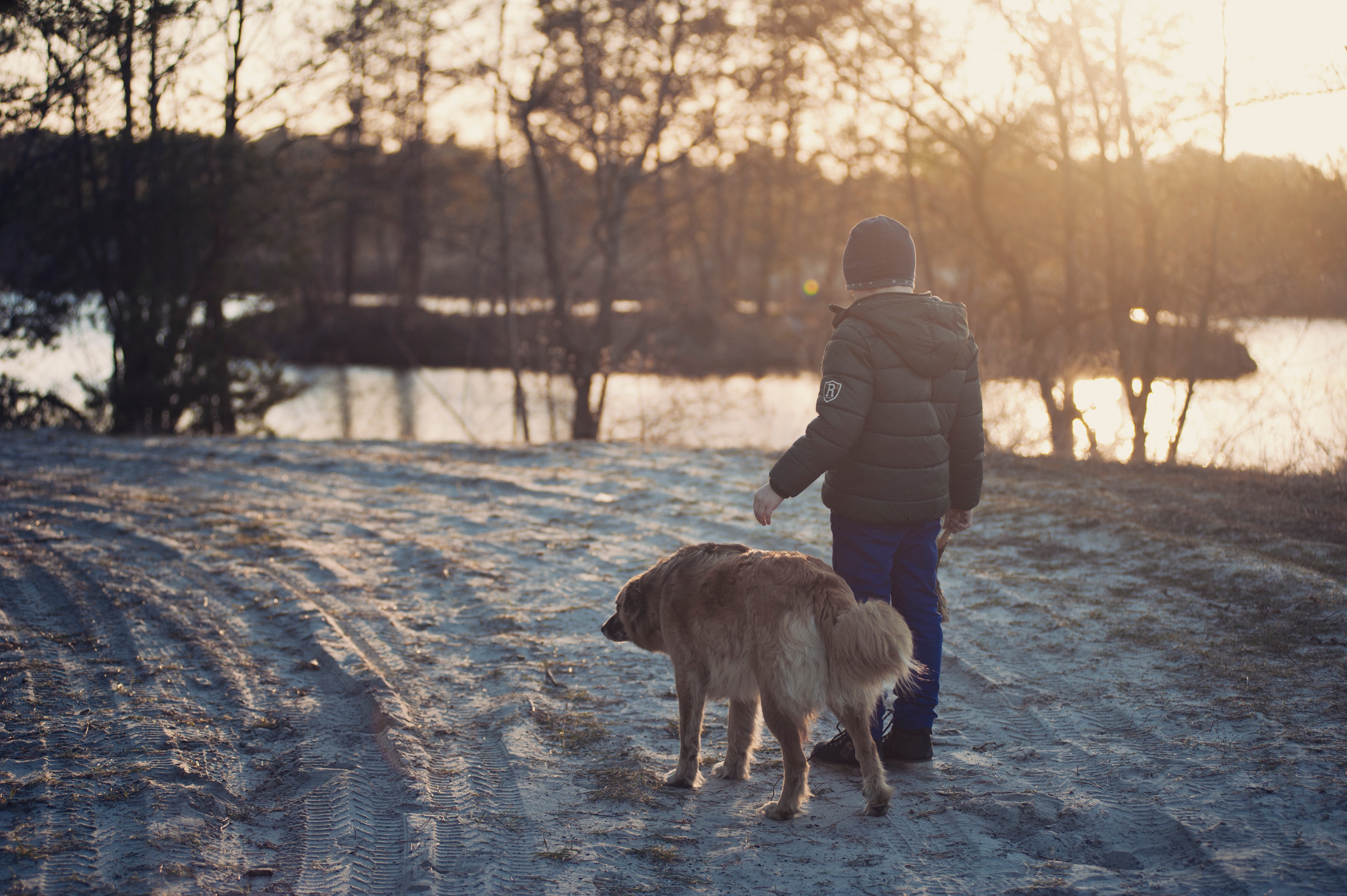 what does it mean to heel a dog