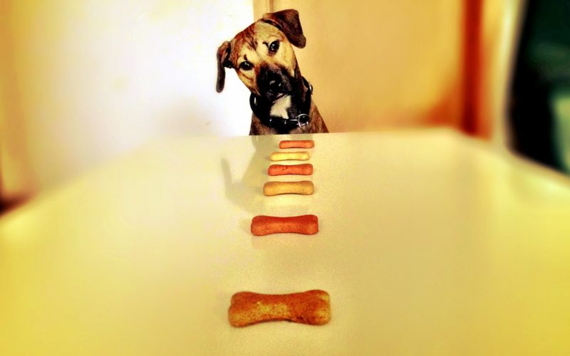 are bully sticks safe for dogs