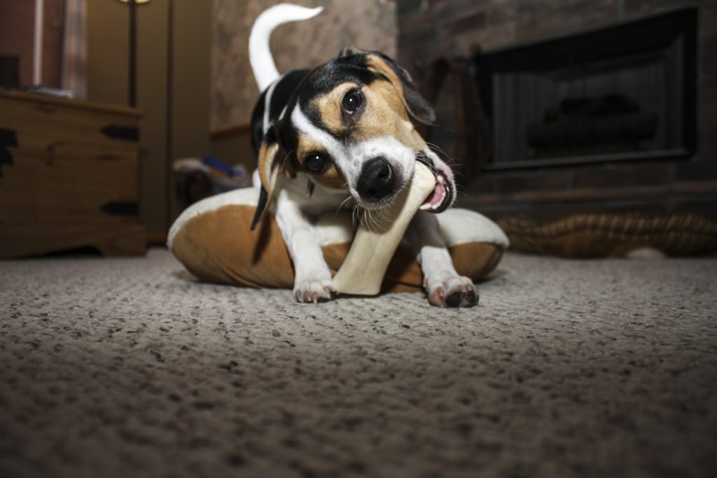 are rawhide dog chews safe