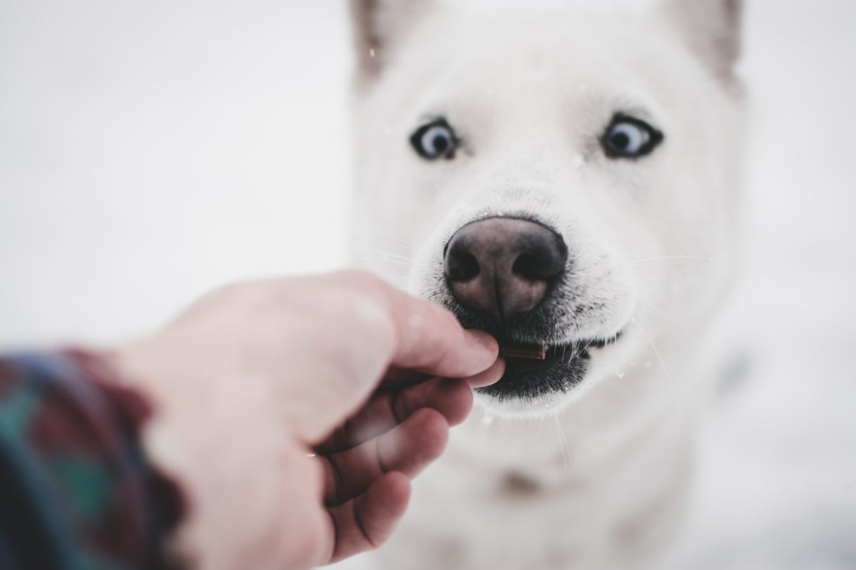 are pig ears bad for a jindo