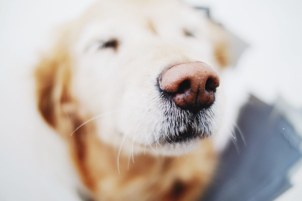 why does my labrador keep shaking his head