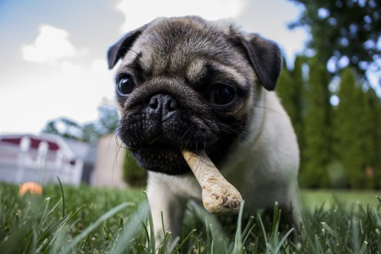 Is Rawhide Dangerous For Dogs? CannaPet®