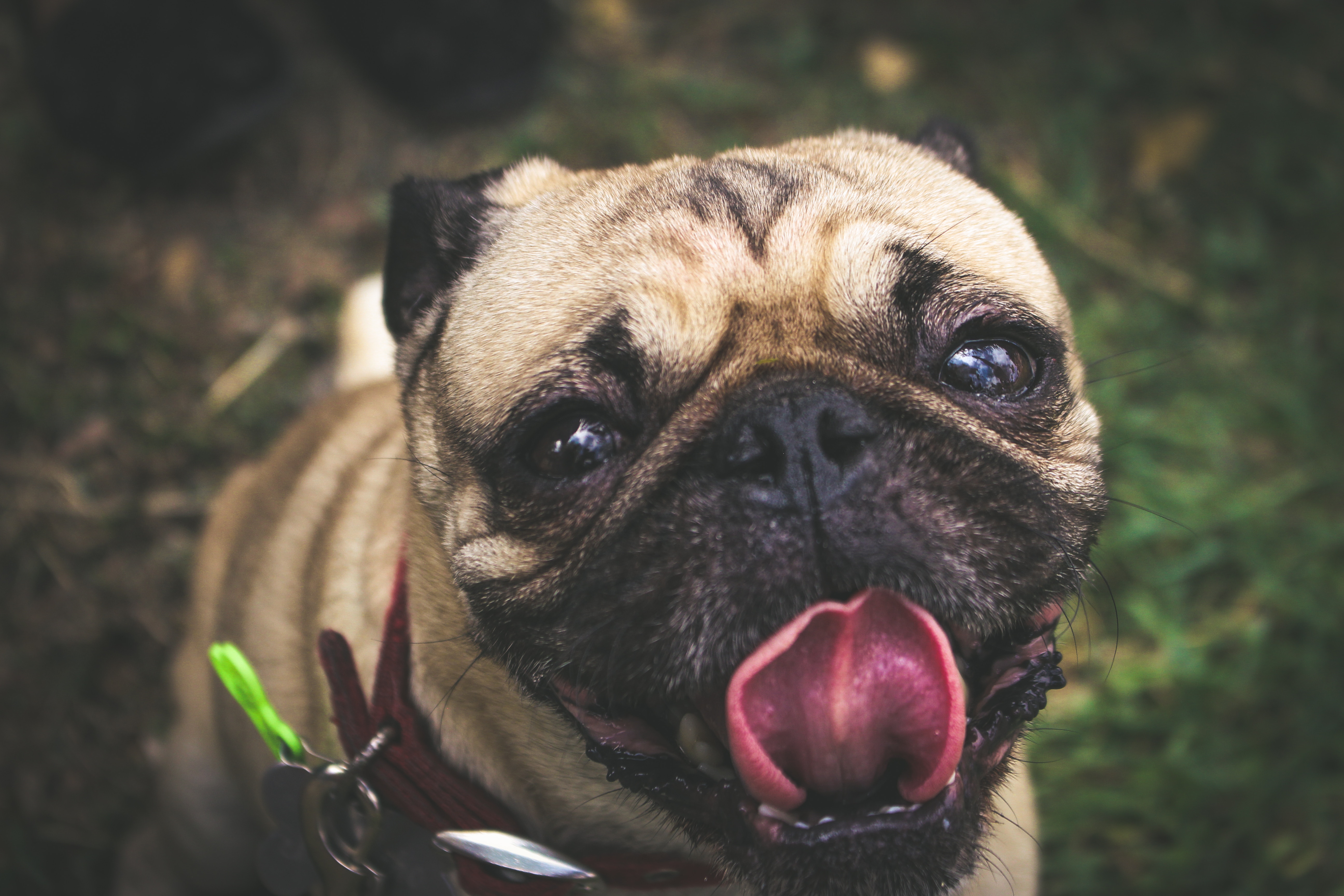 What It Means When a Dog Licks Its Lips