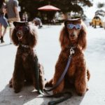 most popular dog breeds in california