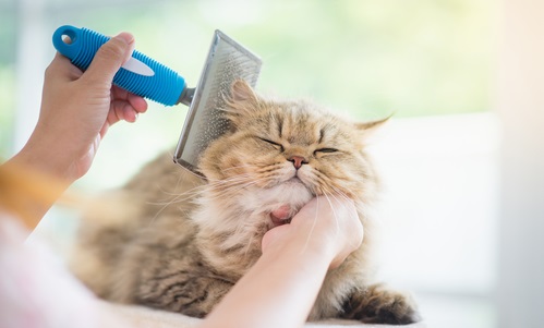 Cat Hairball Remedies: An Essential Guide | Canna-Pet