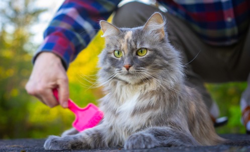 Cat Hairball Remedies: An Essential Guide | Canna-Pet
