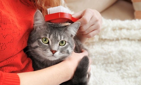 Hairballs in Cats: Causes & Treatments | Canna-Pet