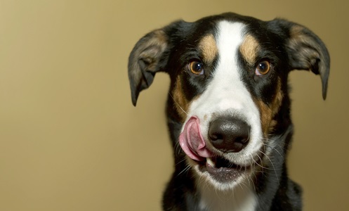 10 Best Bland Foods for Dogs