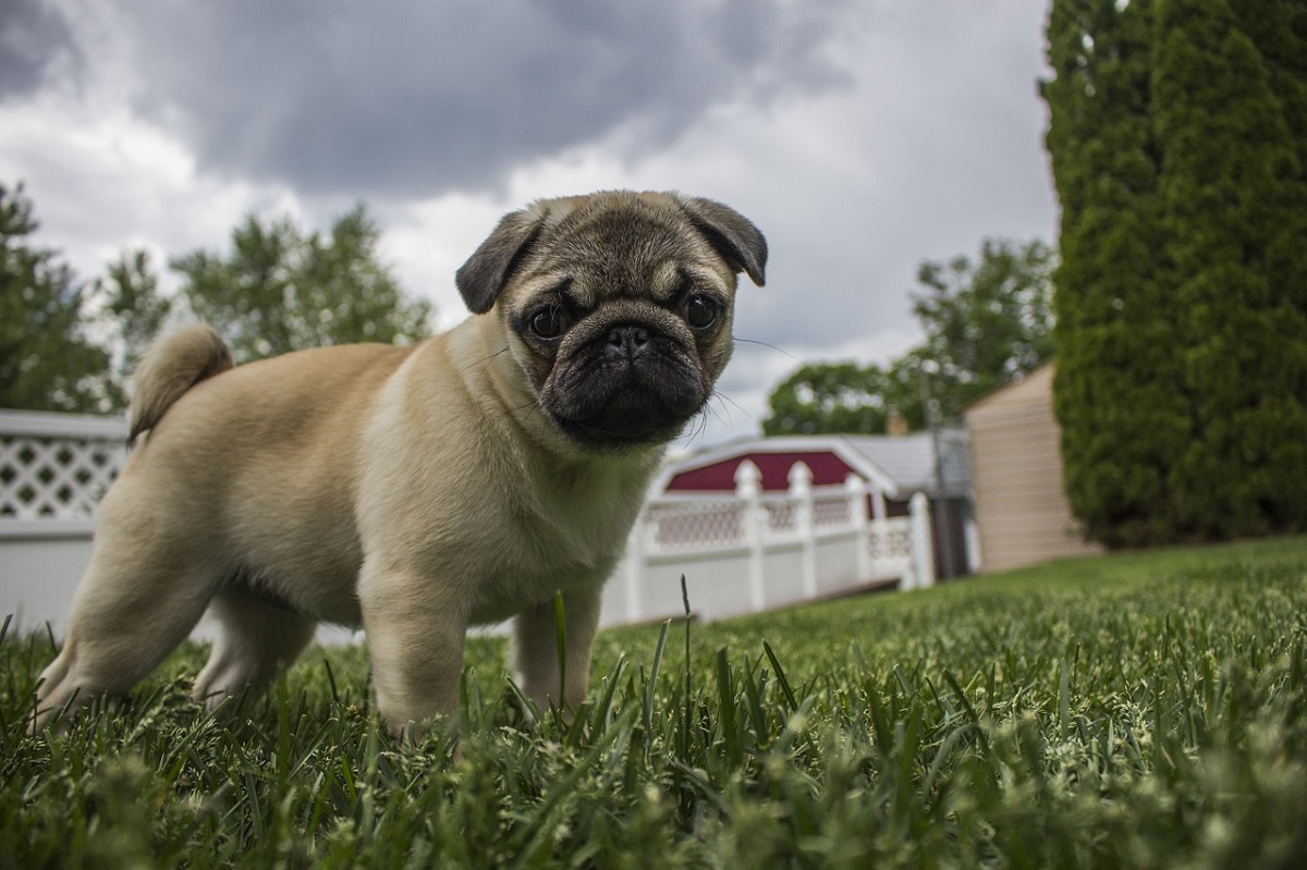 how to help a dog that is scared of thunderstorms