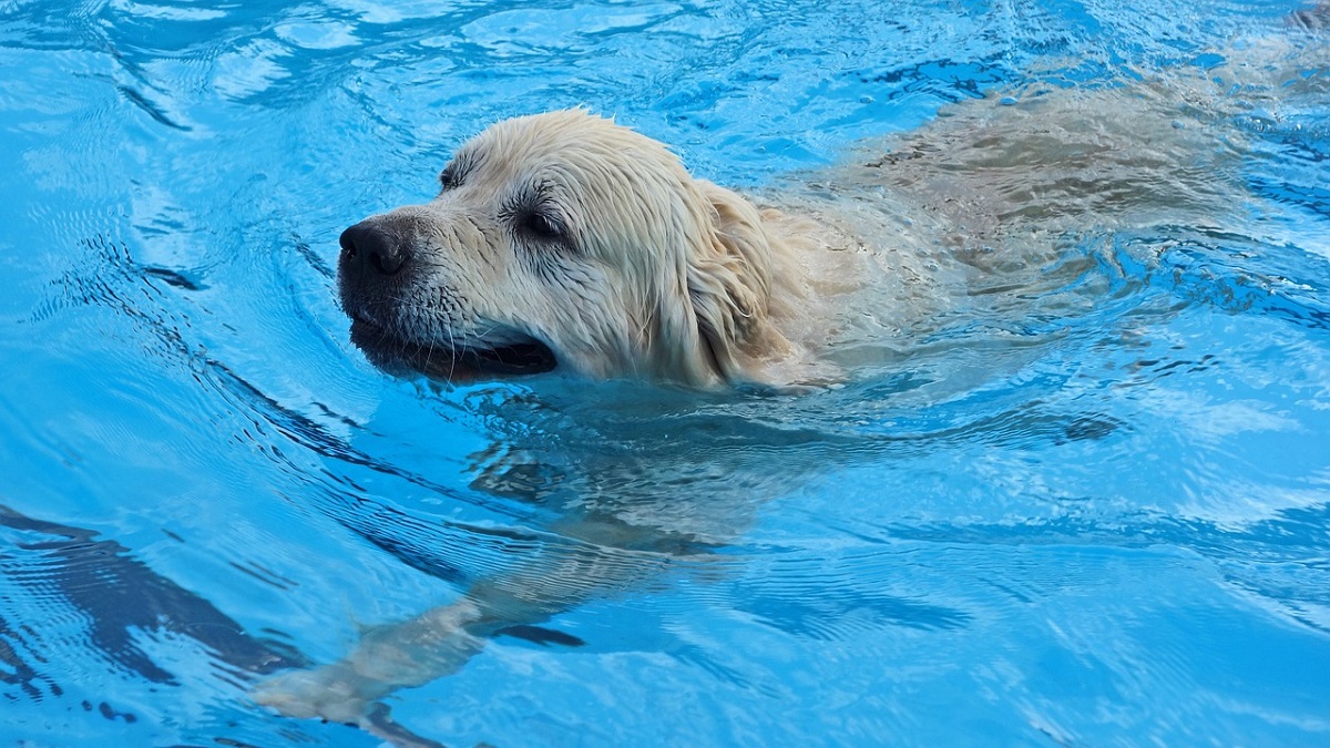 How to Teach a Dog to Swim CannaPet®