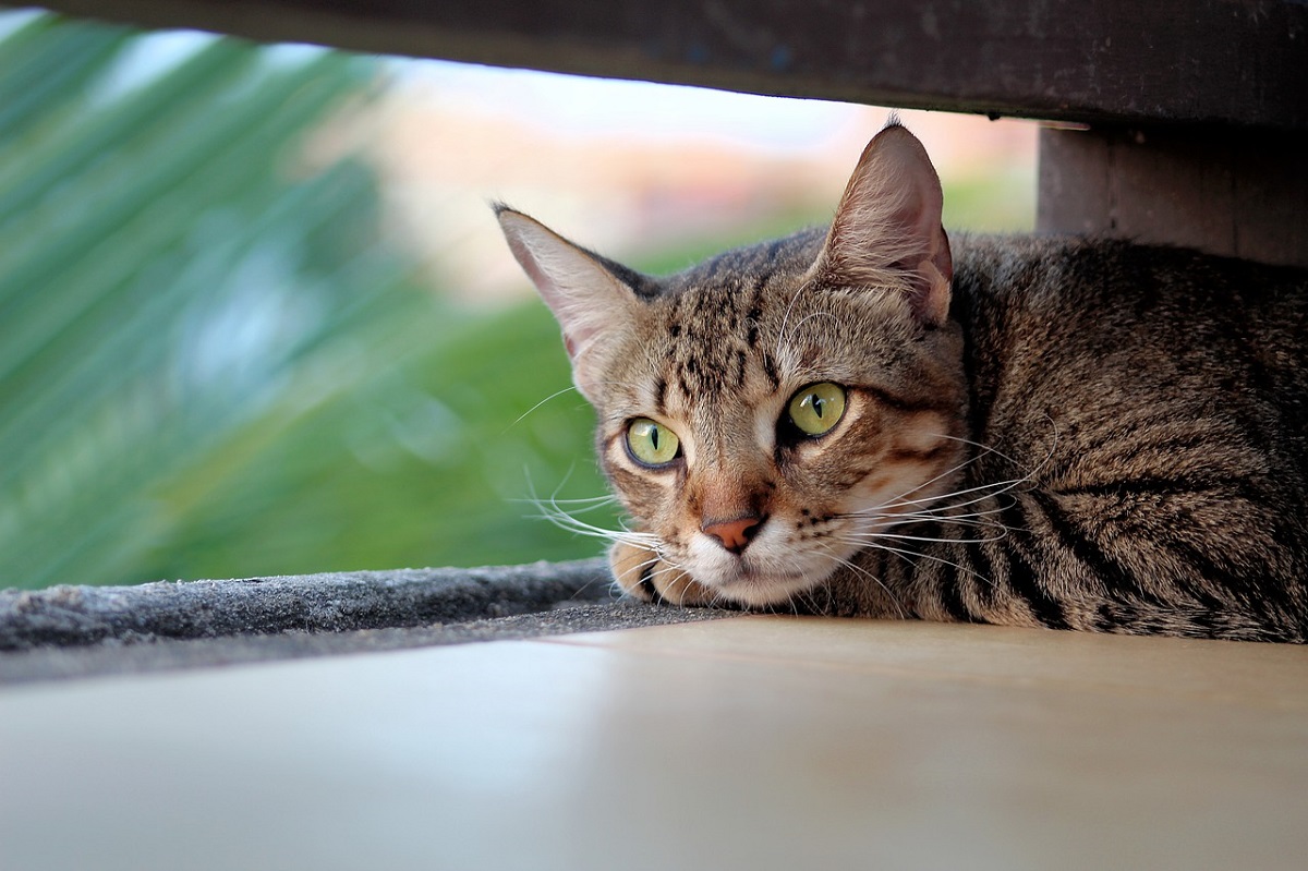 Neurological Disorder In Cats A Helpful Guide Canna Pet 