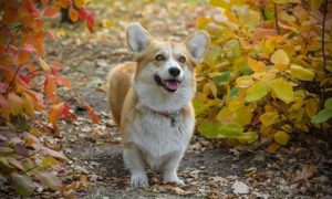 Neurological Disorder in Dogs: A Guide | Canna-Pet®