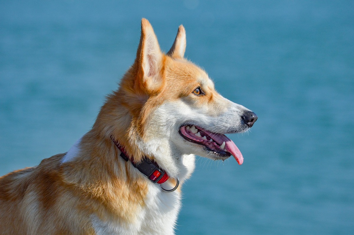 what causes neurological issues in dogs