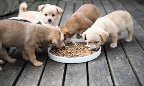 When To Switch To Adult Dog Food: A Guide | Canna-Pet