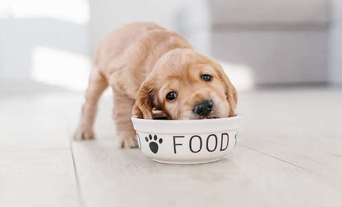 When To Switch To Adult Dog Food: A Guide | Canna-Pet
