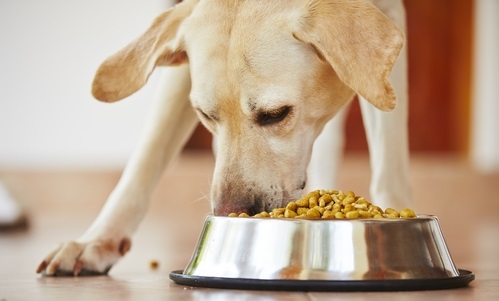  Adult Dog Food vs Puppy Food | Canna-Pet
