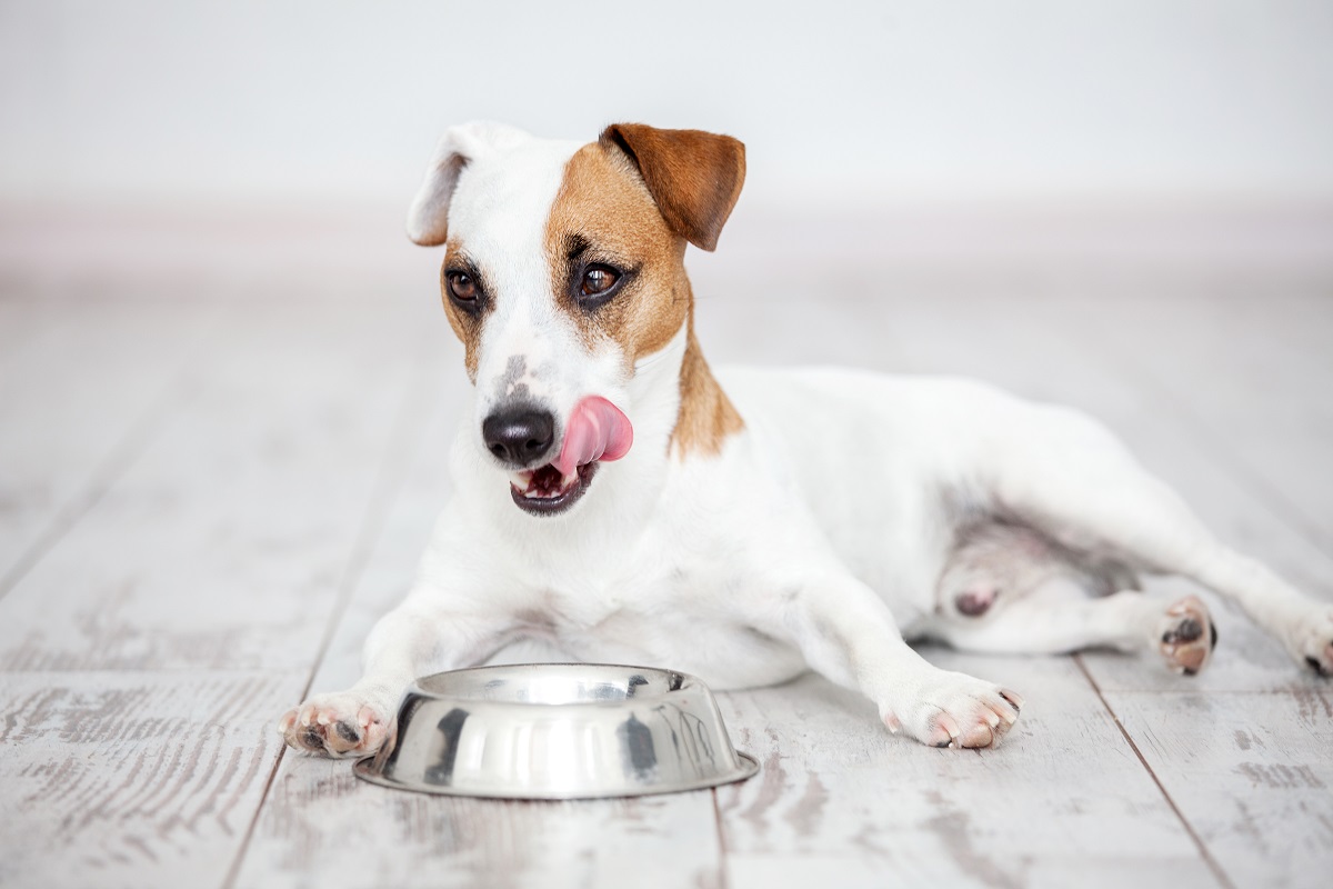 how long should my dog eat puppy food