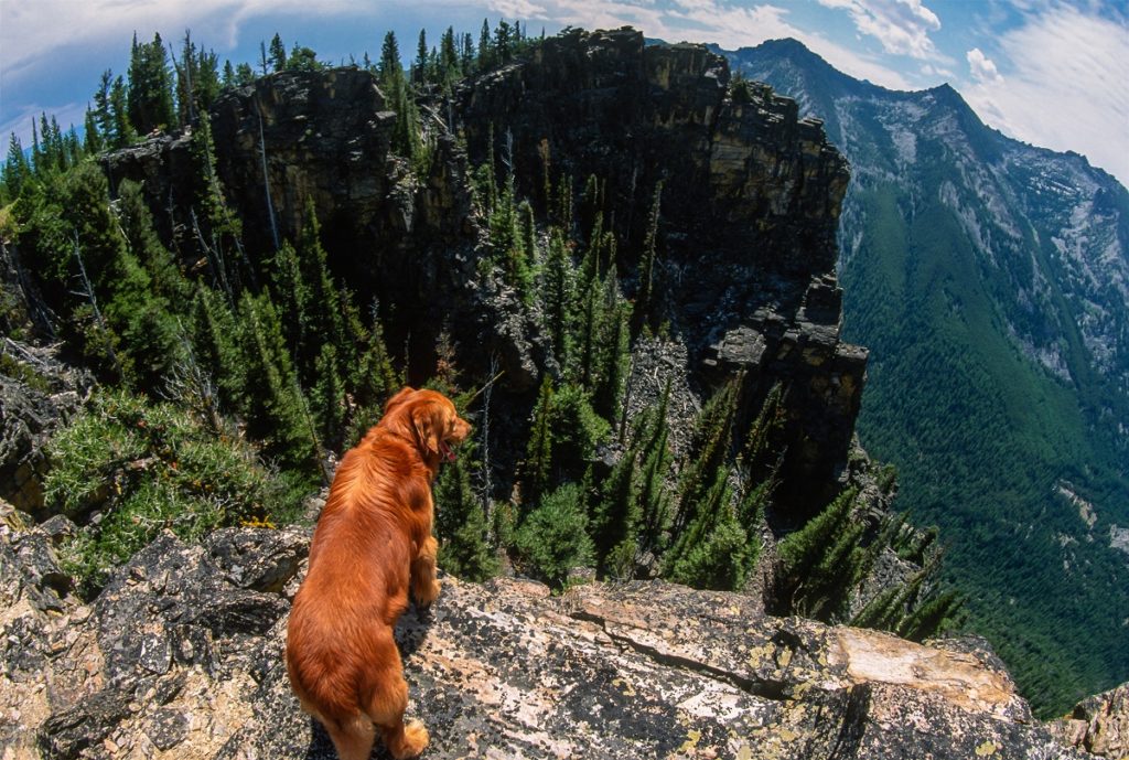 how long does vertigo last in a dog