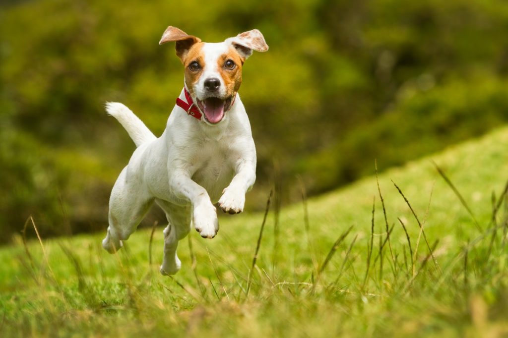 Stop Your Dog Digging in the Water Dish - Vetstreet