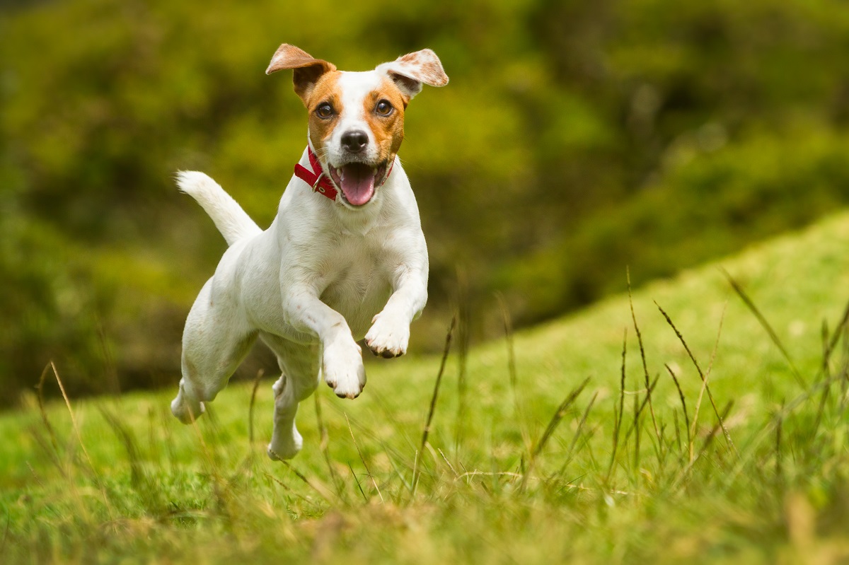 9-reasons-your-dog-keeps-shaking-their-head