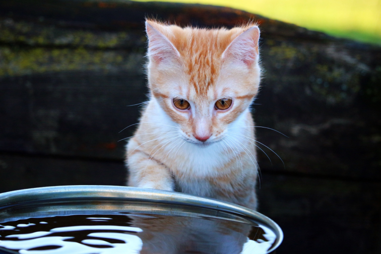 Why Do Cats Hate Water? CannaPet®