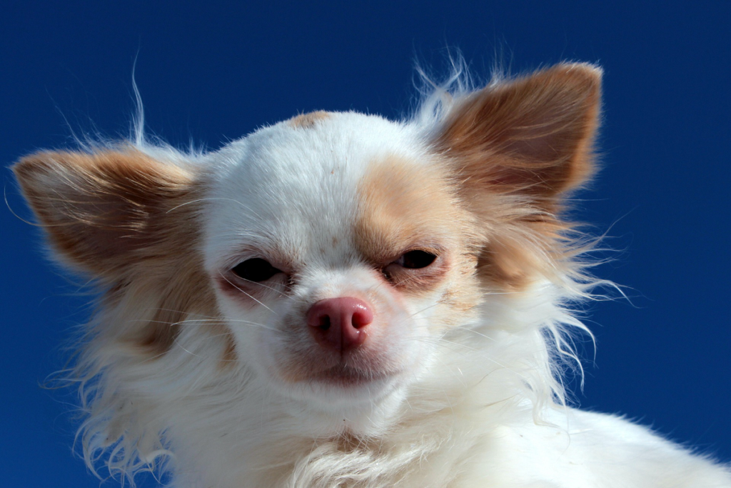 What Is An Albino Dog Canna Pet 