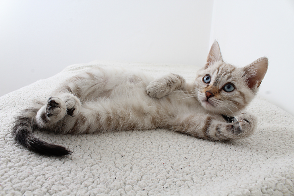 How to Trim Your Cat's Nails | Canna-Pet®