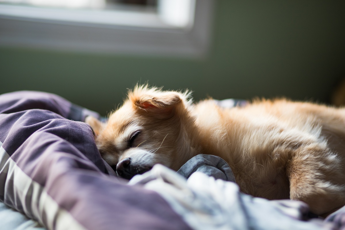 what temperature do dogs like to sleep in