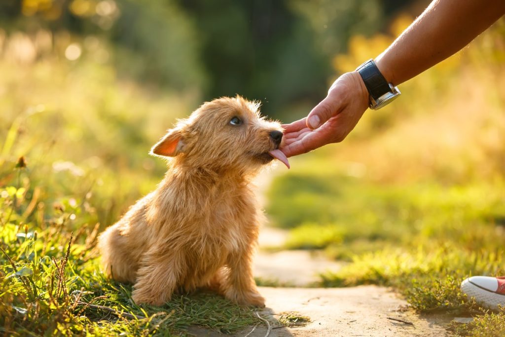 Is It Safe To Let A Dog Lick You Canna Pet 