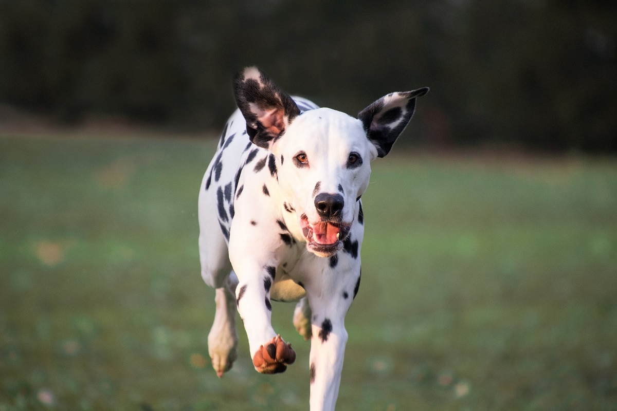 Dalmatian Temperament & Personality | Canna-Pet®