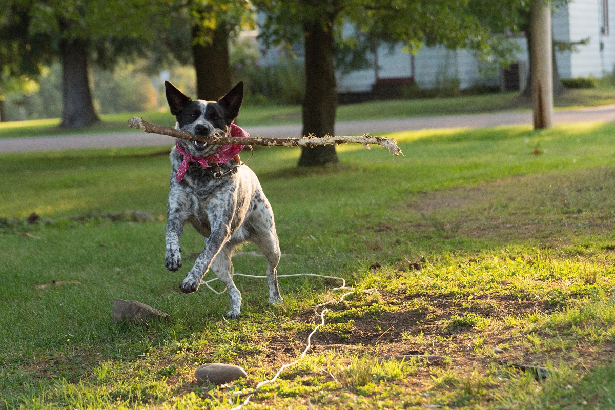 Do Australian Cattle Dogs Shed | Canna-Pet®