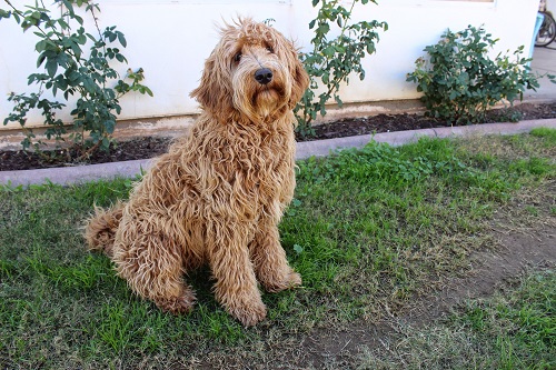 labradoodle full grown size