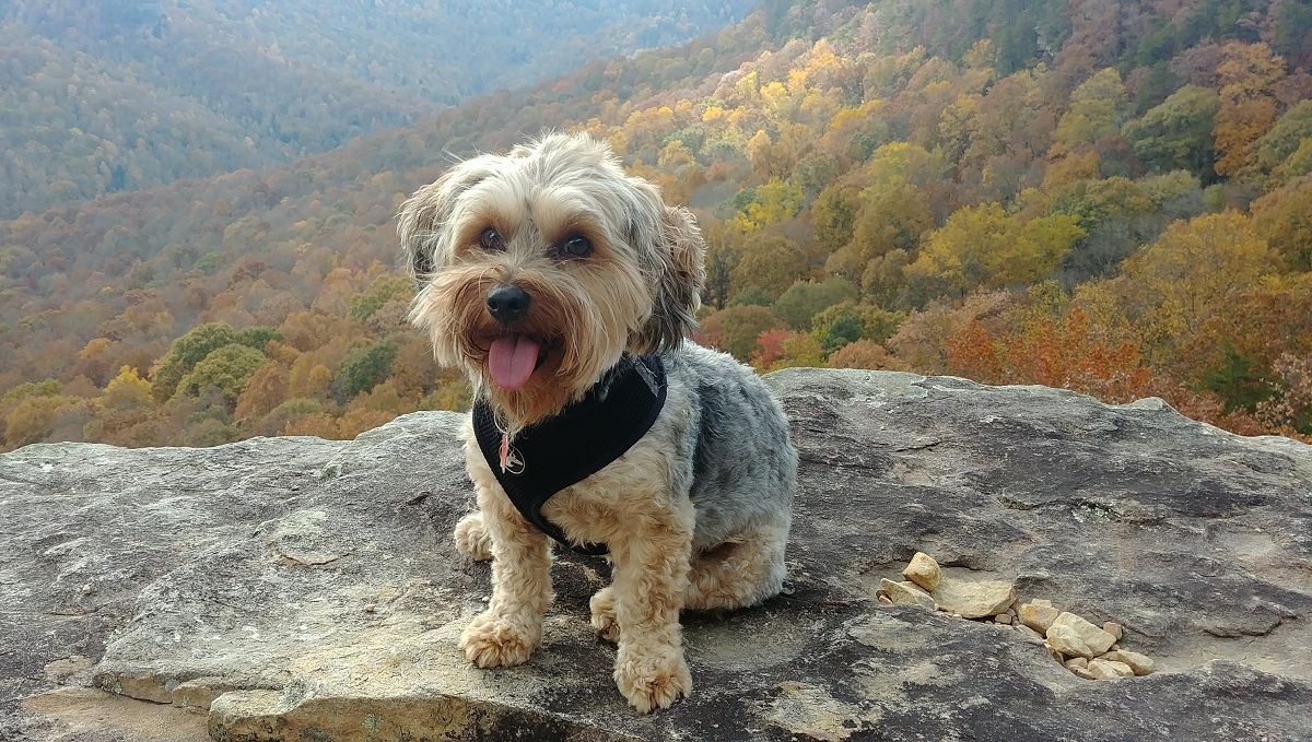 how much exercise does a yorkie poo need