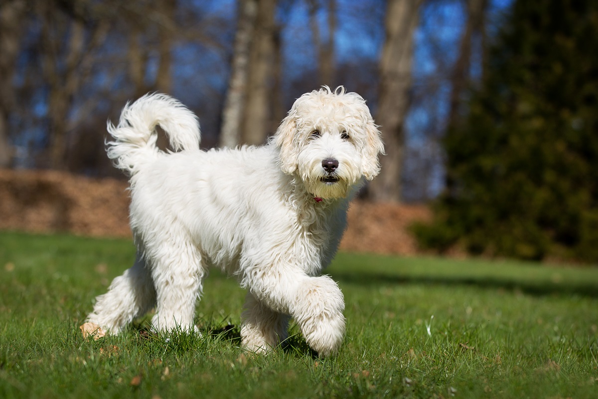 full grown australian labradoodle