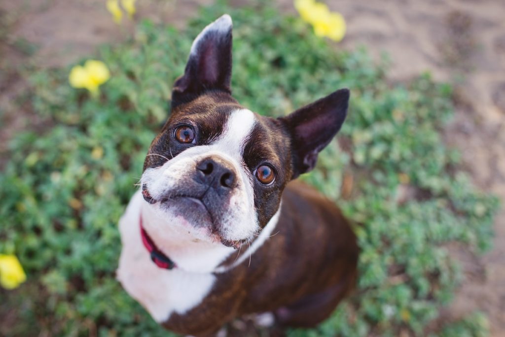 what color are boston terriers eyes