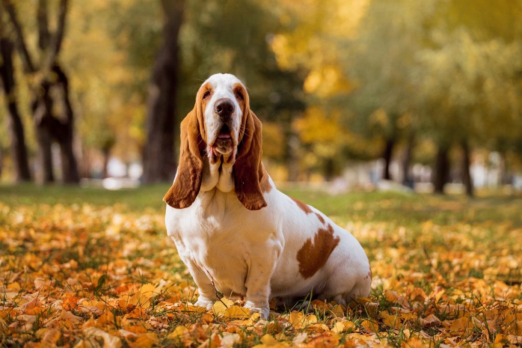 are basset hounds good pets